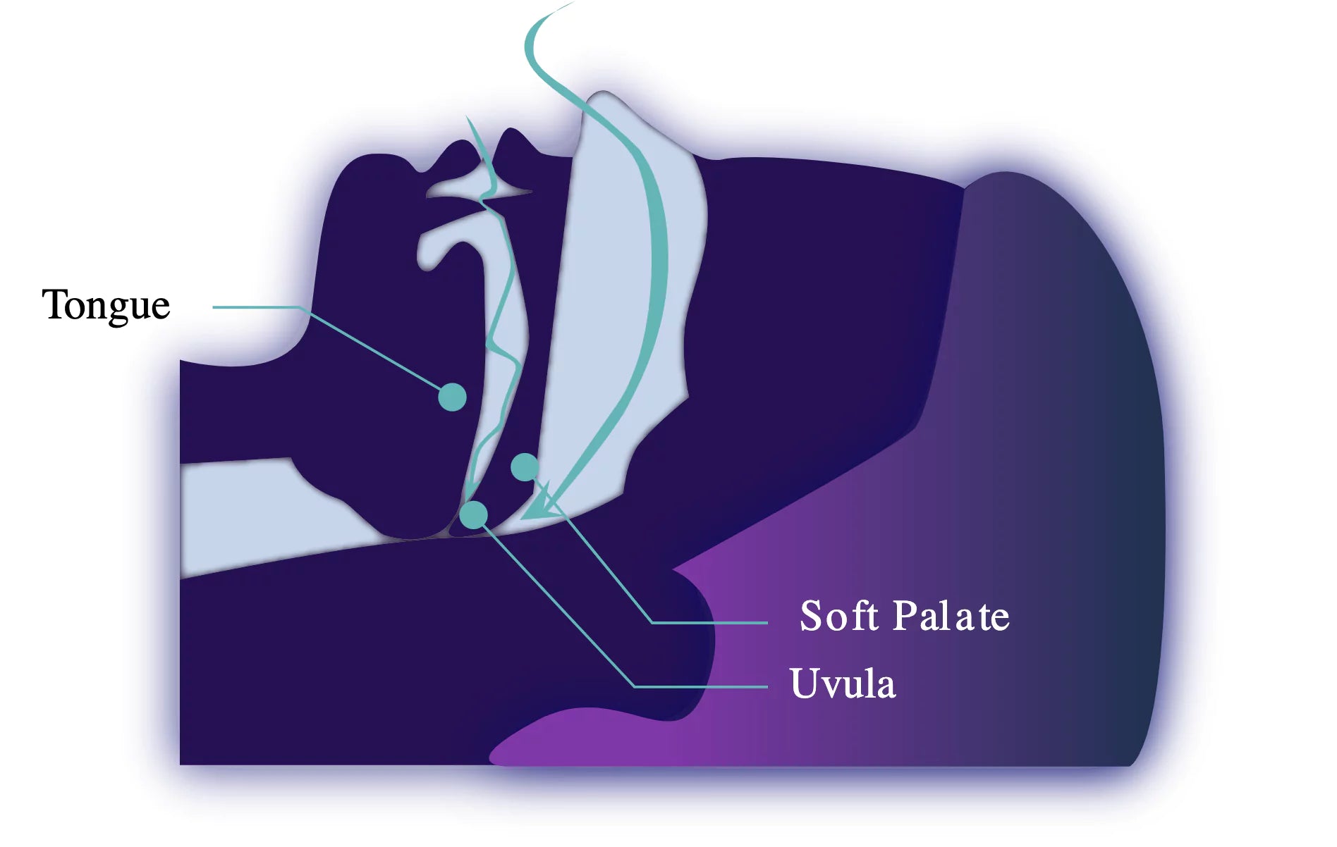 Airway Health: Why Is It Important