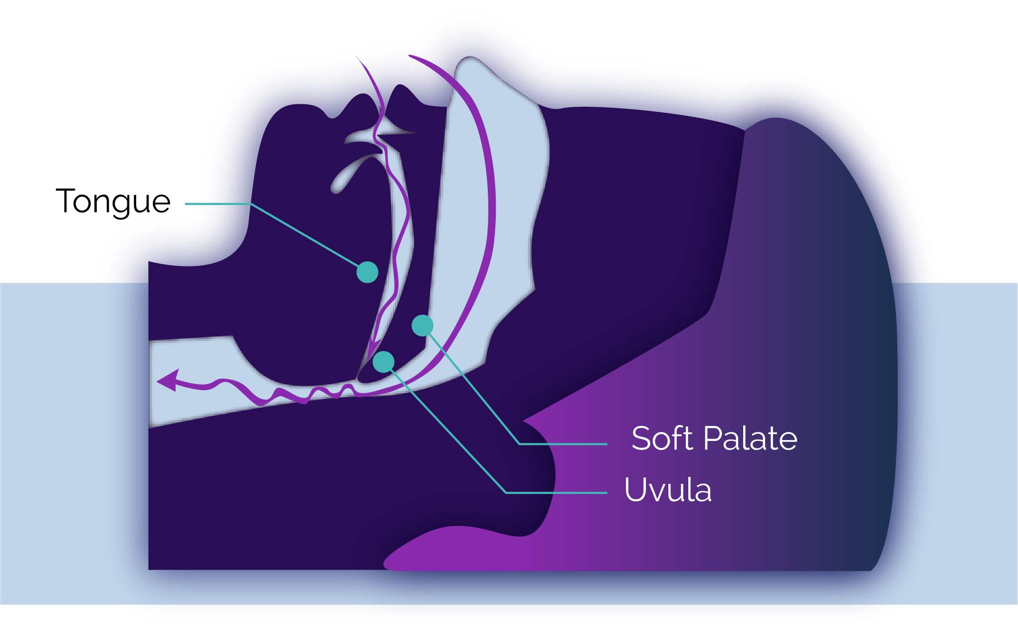 Airway Health: Why Is It Important?