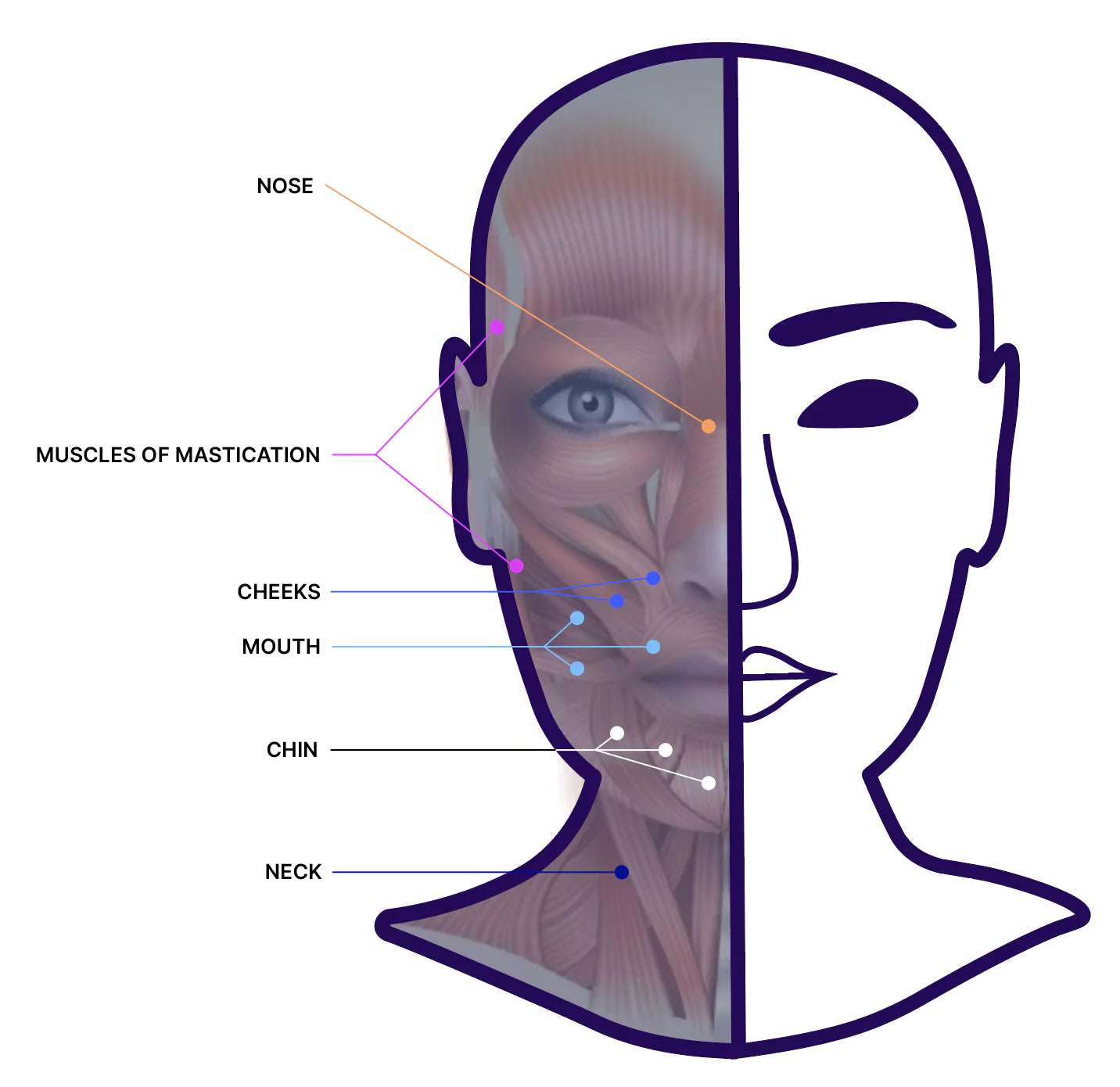 Facial muscles myofunctional therapy